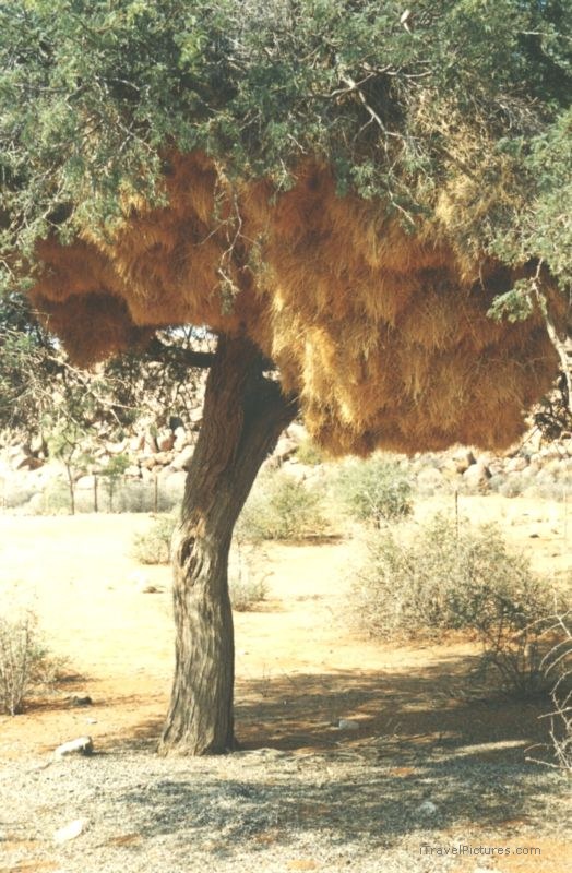 weaver bird nest tree